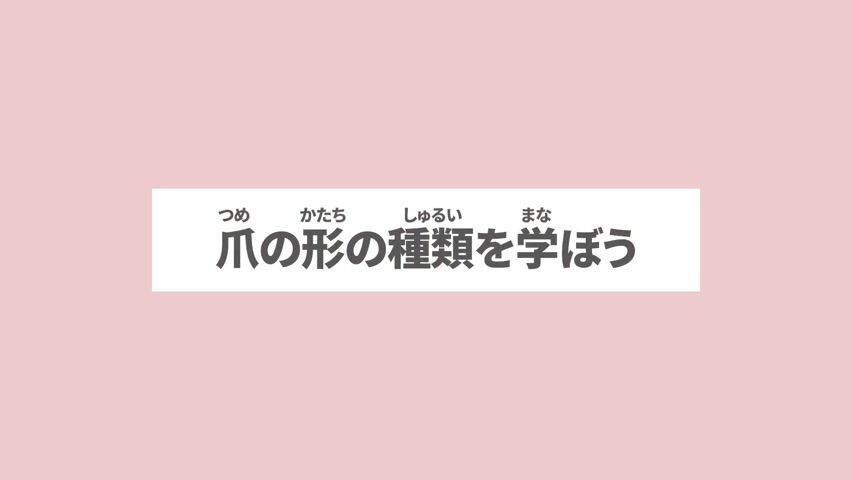 爪の形の種類を学ぼう